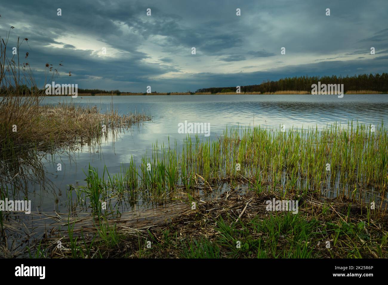 Reeds floating on the shore of the lake Stock Photo