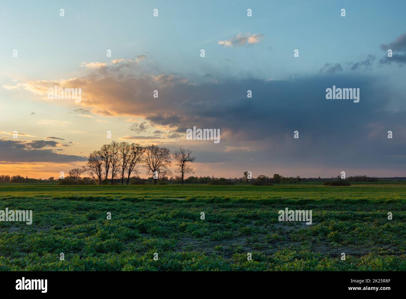 Evening sky trees hi-res stock photography and images - Alamy