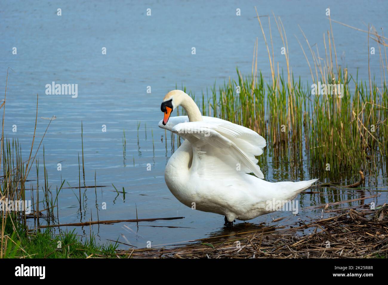 A white mute swan with raised wings, spring day Stock Photo