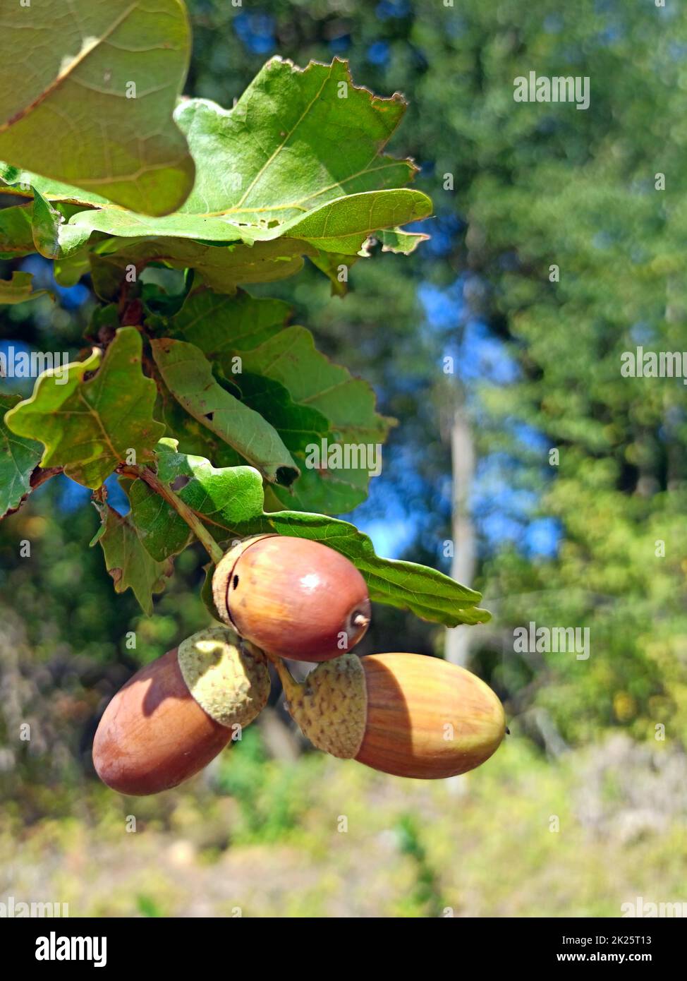 Acorns with leaves hang on branch. Fruits of oak Stock Photo