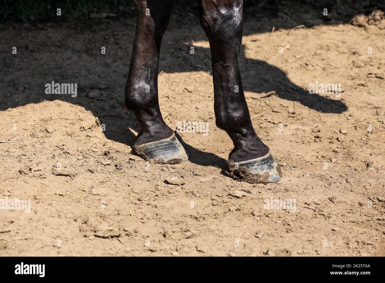 Black horse two front legs, detail to hoofs on dry ground lit by sun. Stock Photo