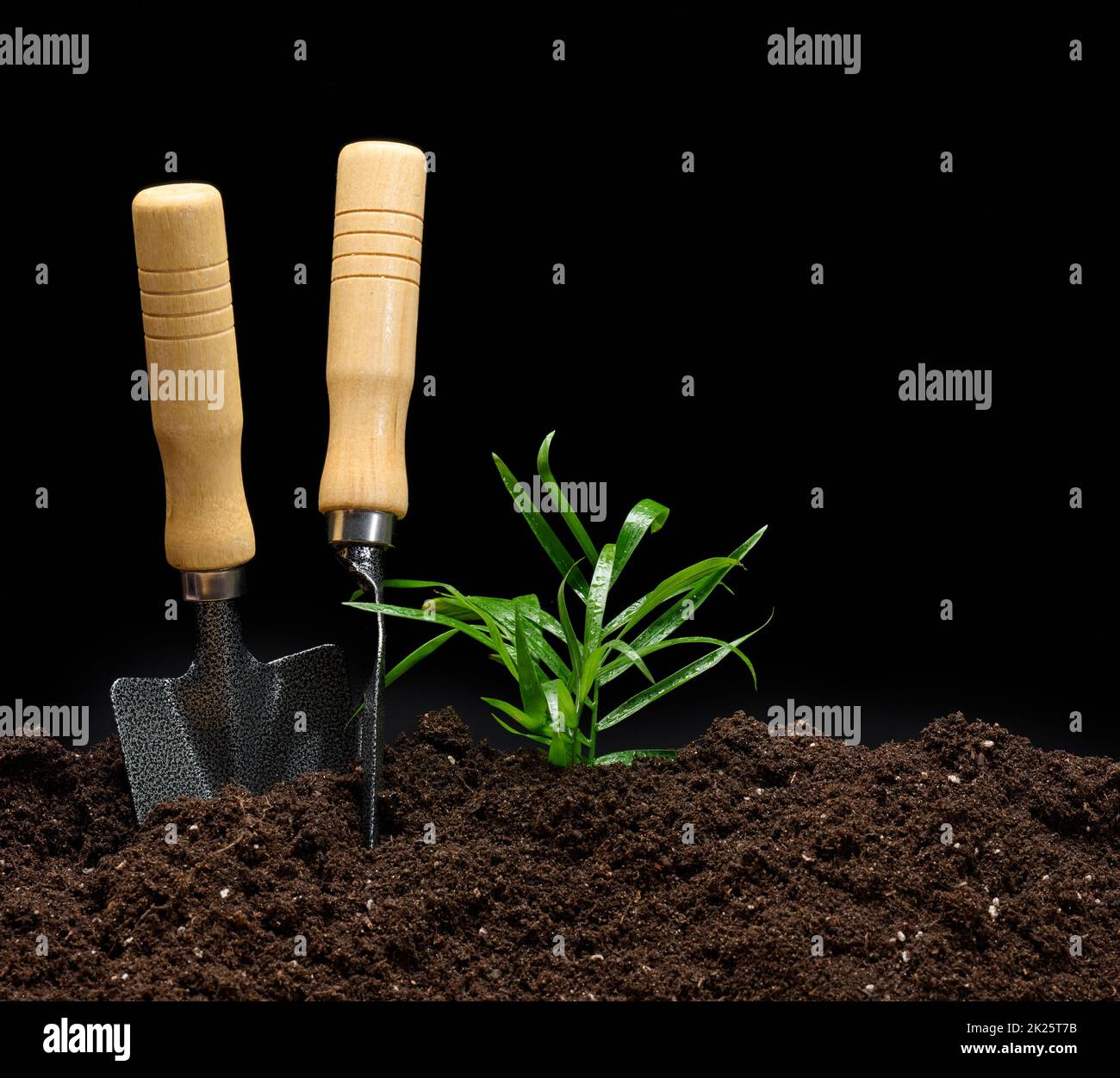 Trowel And Rake green sprout and garden trowel and rake on a pile of earth, black ...