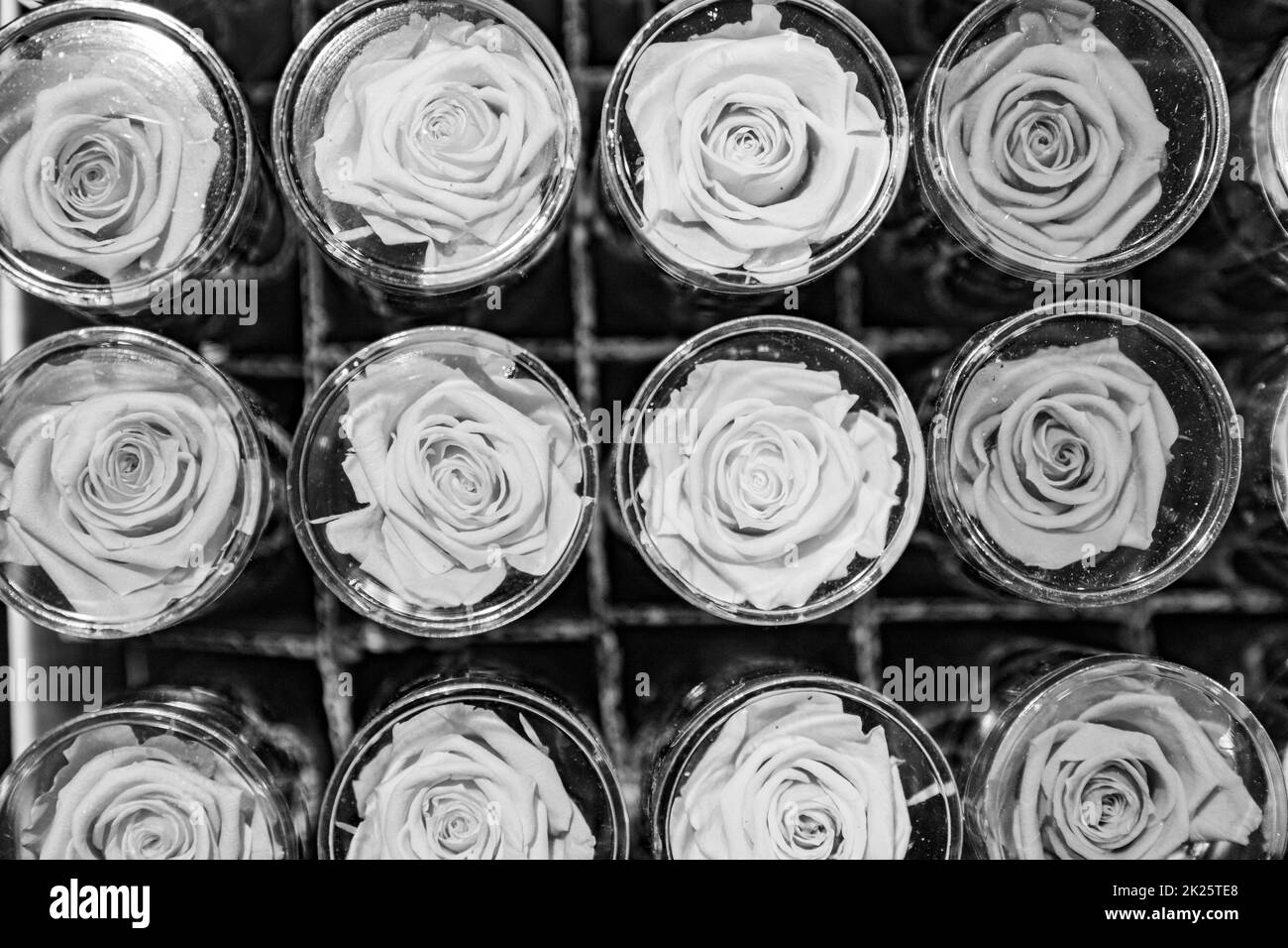 fresh roses in different grey colors Stock Photo - Alamy