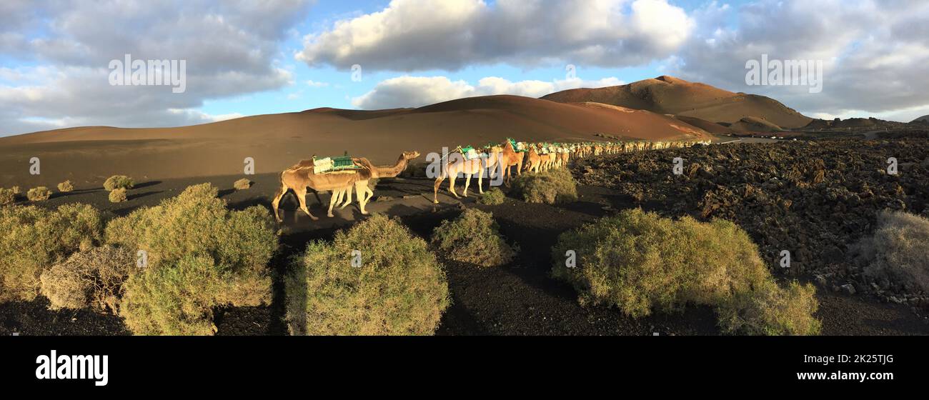 camel safari in Timanfaya National Park in Yaiza, Spain. Camel riding ...