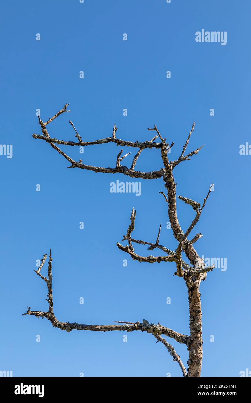 old tree with dead branches due to environment pollution by CO2 Stock
