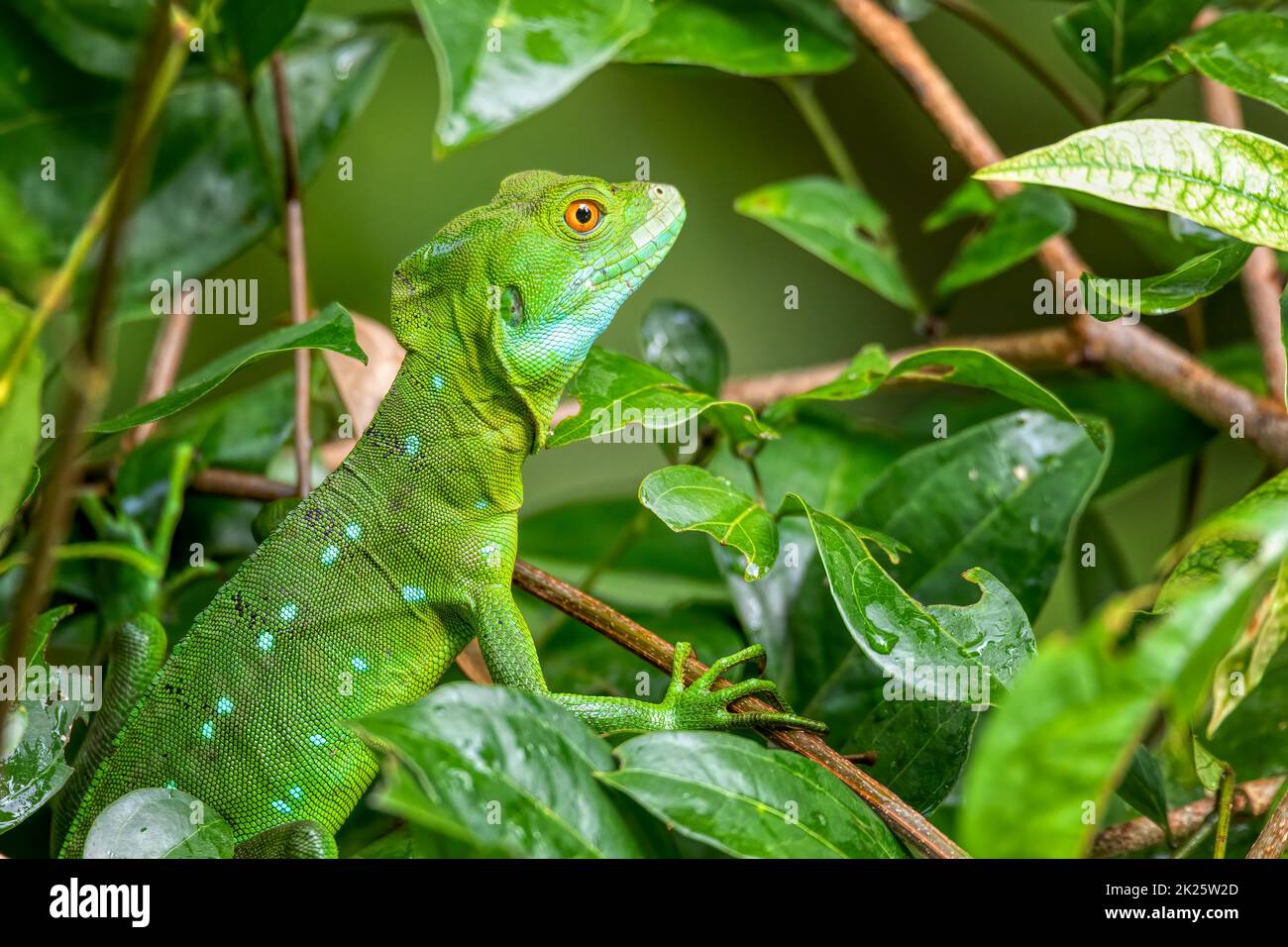 Plumed green basilisk, female Tortuguero, Costa Rica wildlife . Stock Photo
