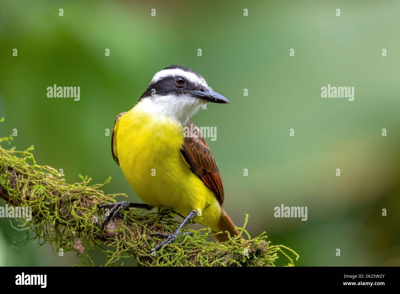 great kiskadee, Pitangus sulphuratus, La Fortuna Alajuela Costa Rica Stock Photo