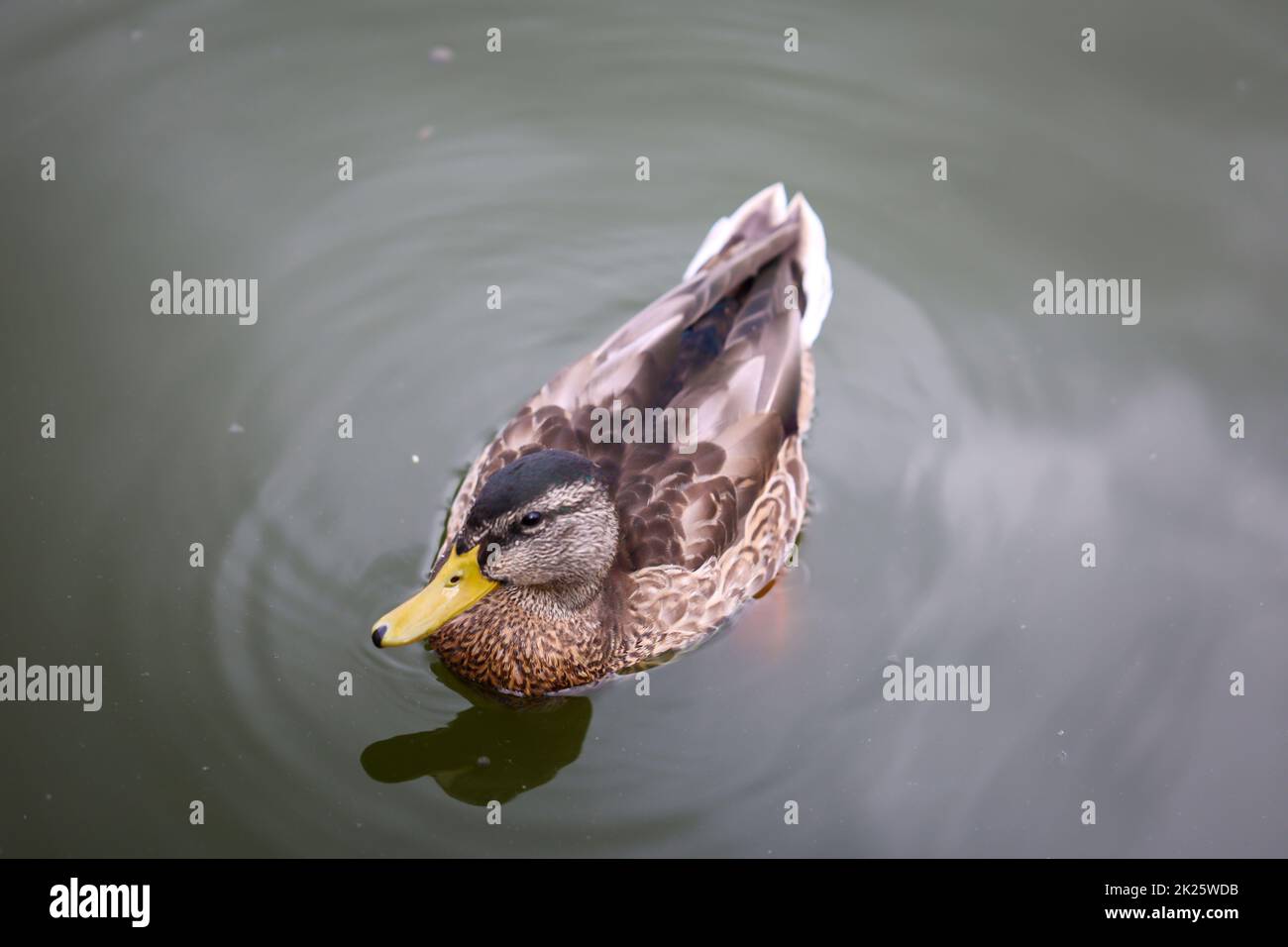 Mallards in a pond. The mallard is a bird species and belongs to the