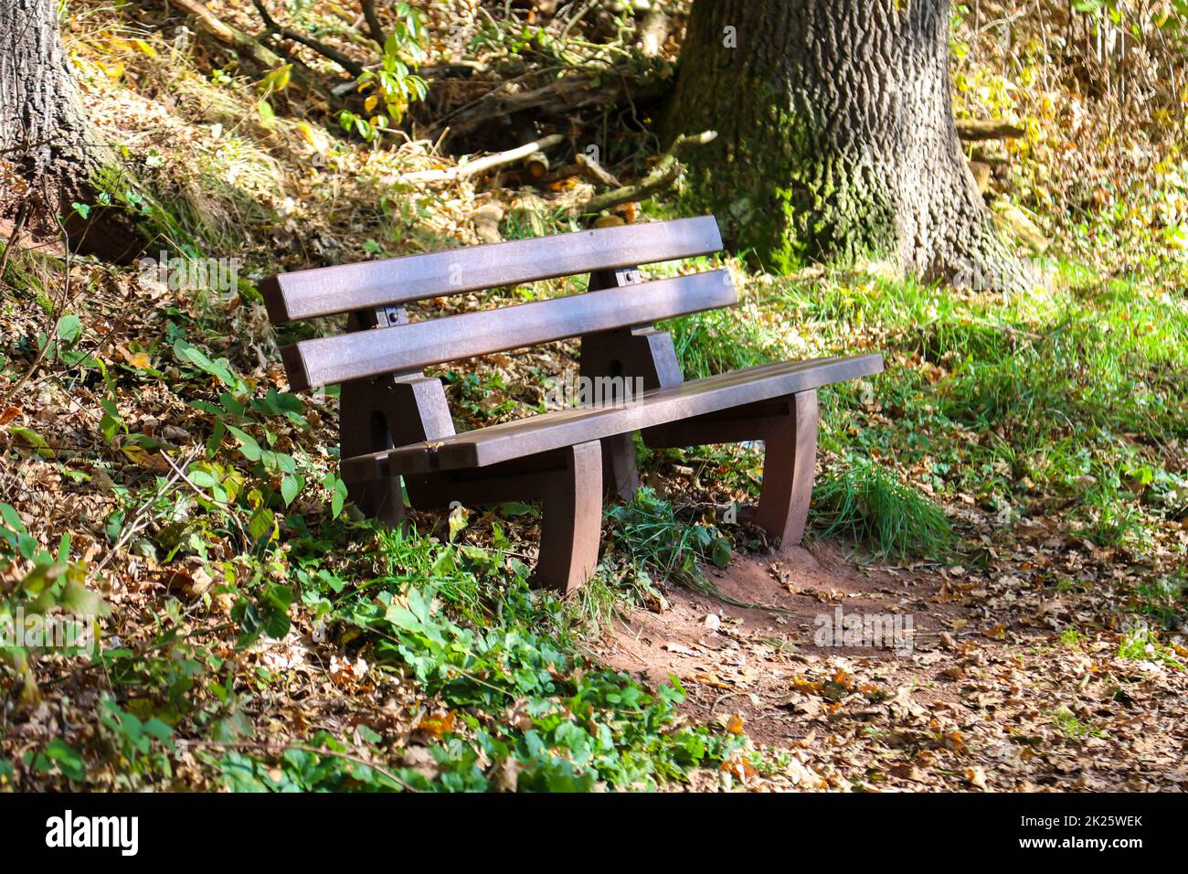 A park bench in autumn light along a hiking trail. Stock Photo