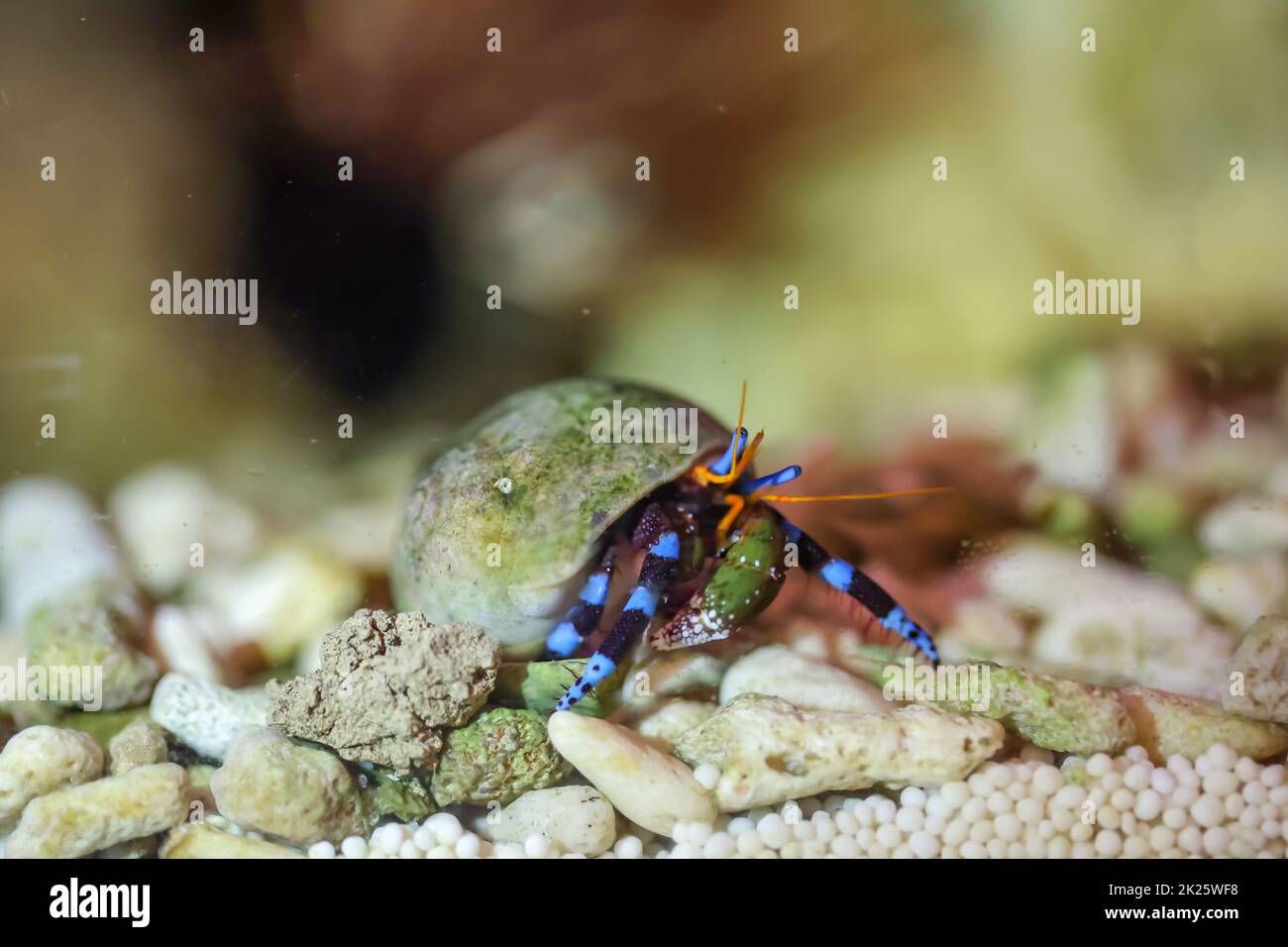 A hermit crab, crab in a snail shell in a marine aquarium Stock Photo Alamy