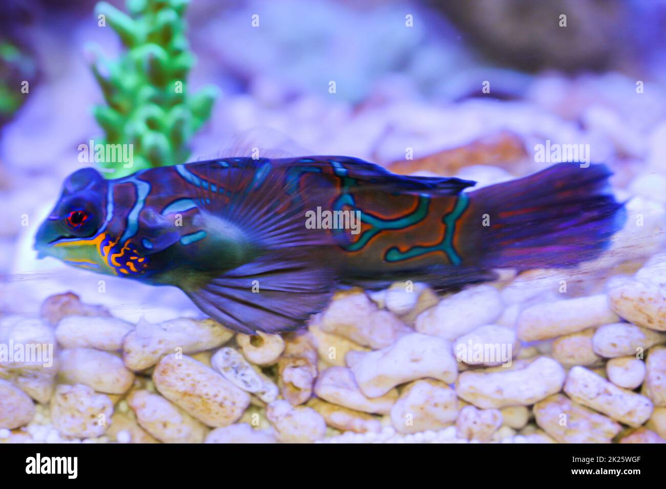 Mandarin fish hires stock photography and images Alamy