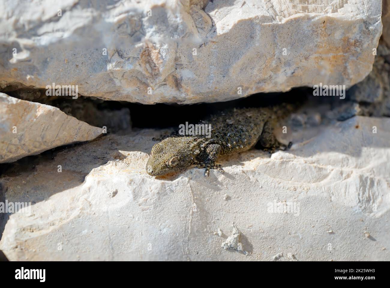Lizard Stone A crevice lizard peeks out from its hiding place a pile of stones Stock ...