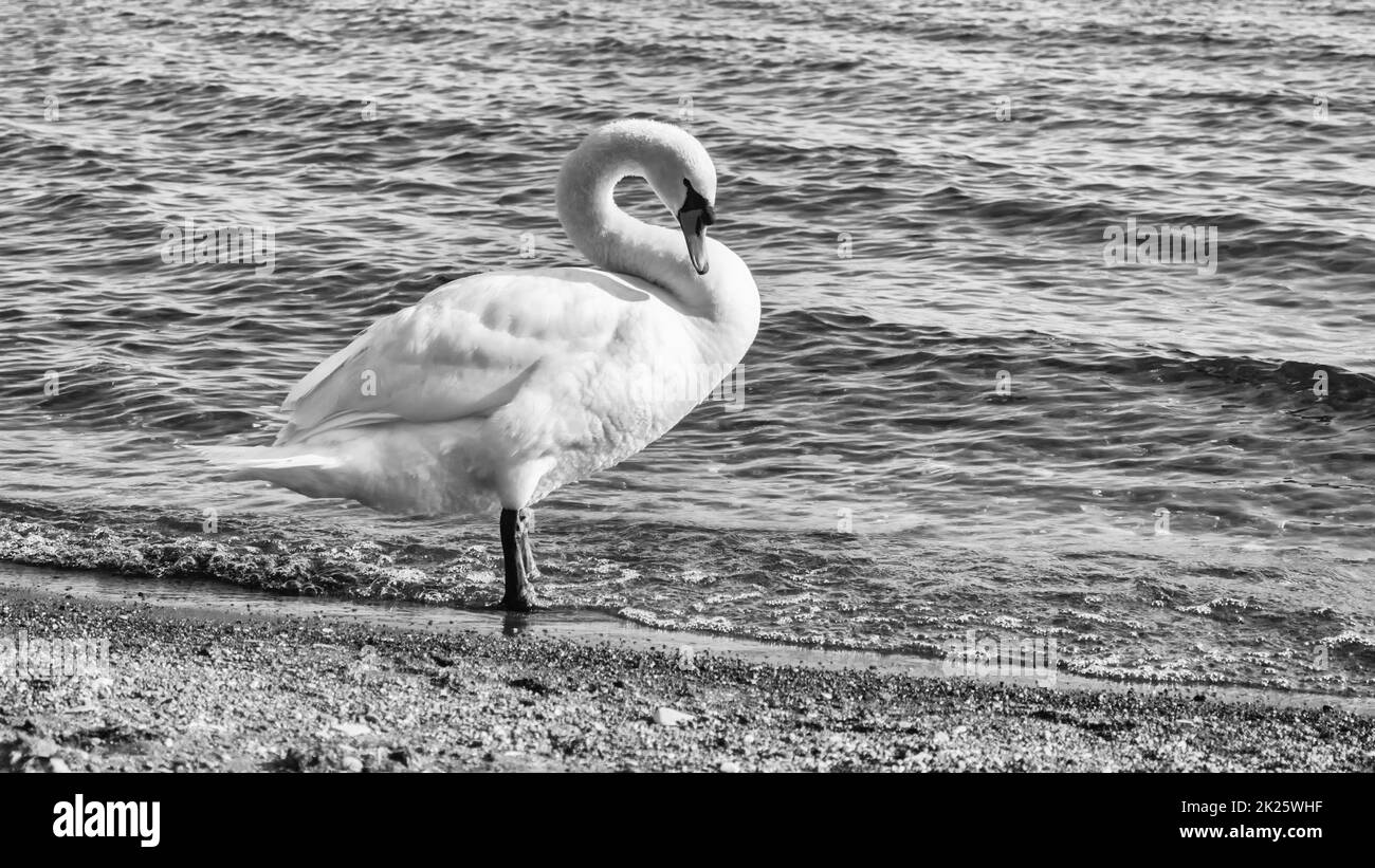 Beautiful white swan on the lake Bracciano, Italy Stock Photo