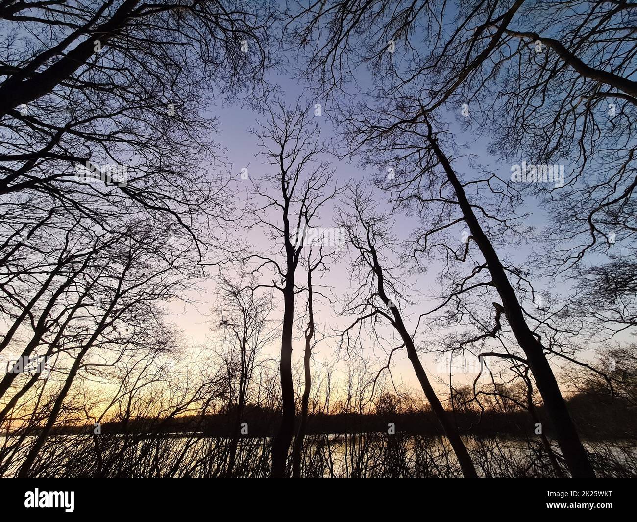 Silhouettes of trees with sunset background hi-res stock photography ...