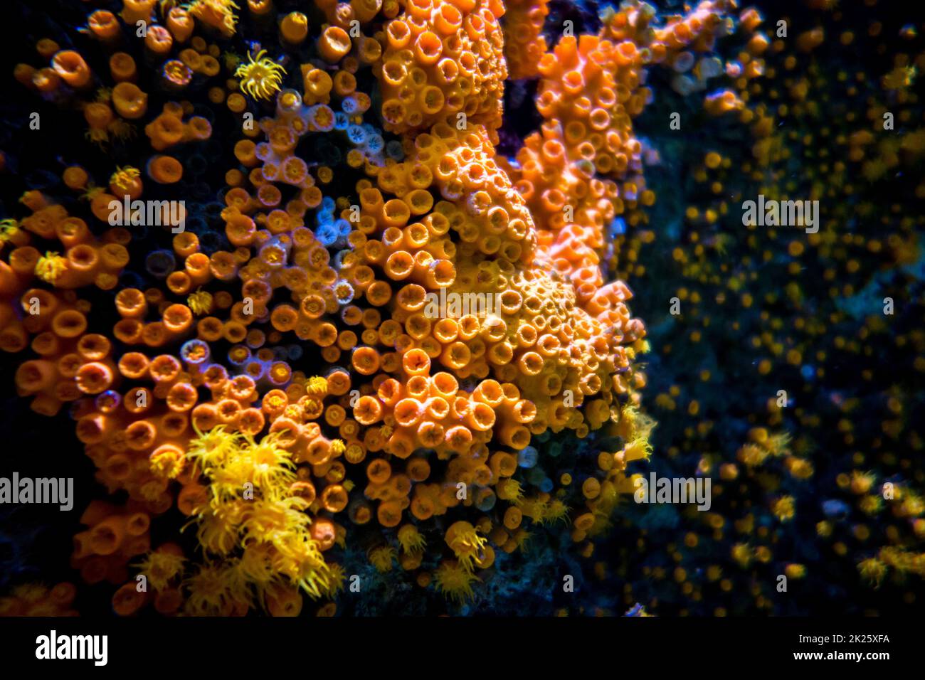 Orange sea anemone on a coral reef Stock Photo Alamy