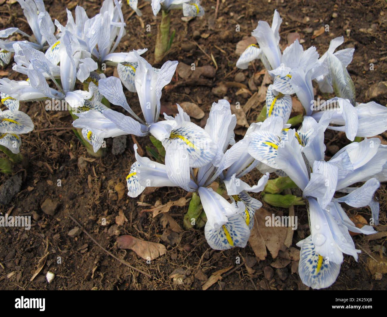 Light blue flowering Barbary nut in spring, Moraea sisyrinchium Stock Photo
