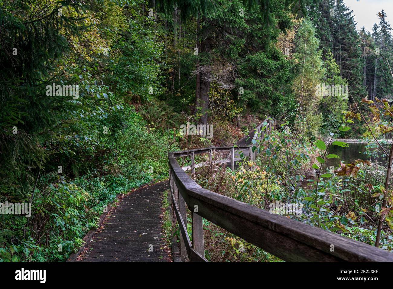 Forest path in the forest in late autumn Stock Photo - Alamy