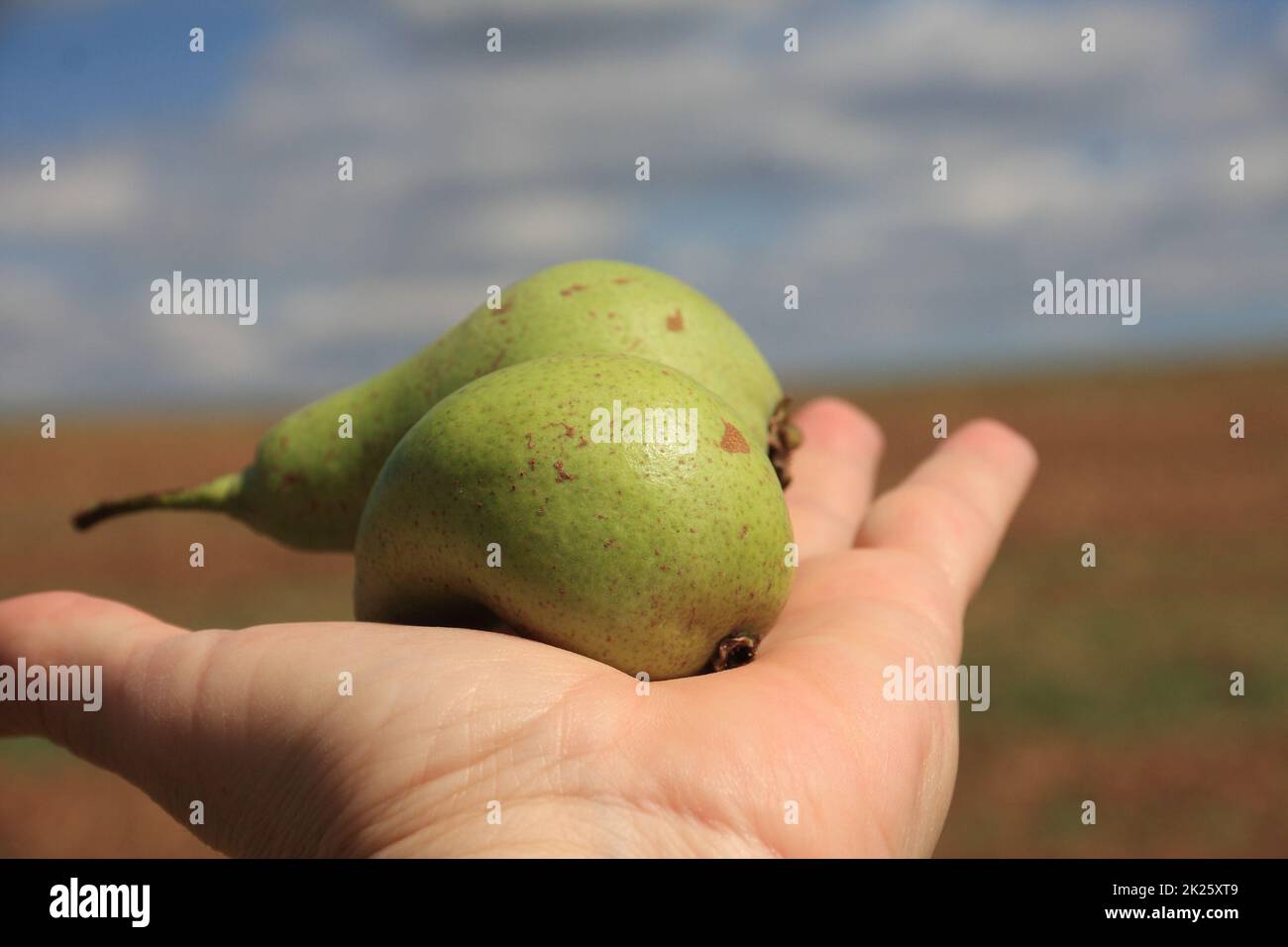 Two pears on hand Stock Photo