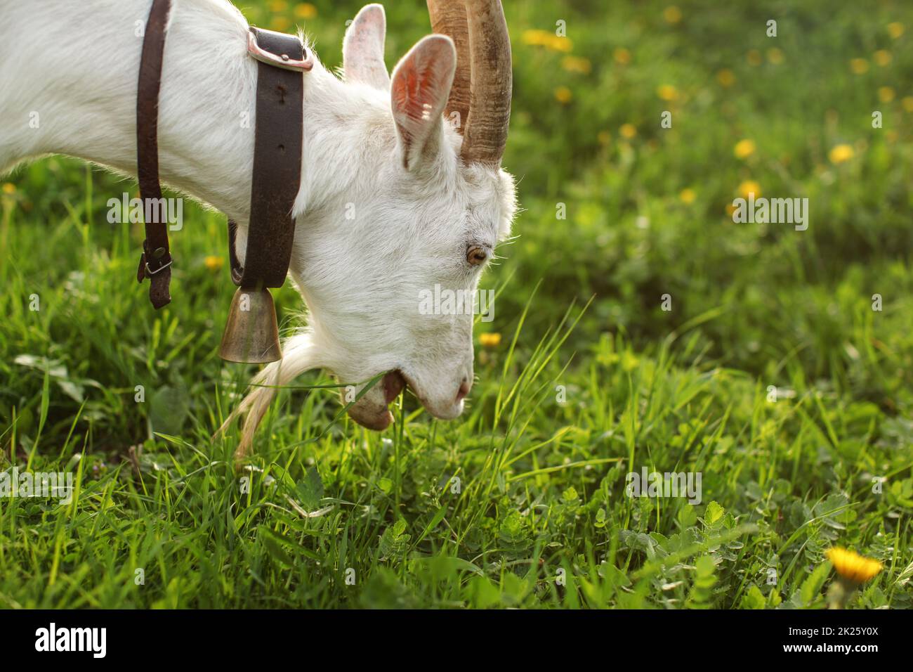 Female goat grazing, eating grass, mouth open. Detail on head, and neck with bell. Stock Photo