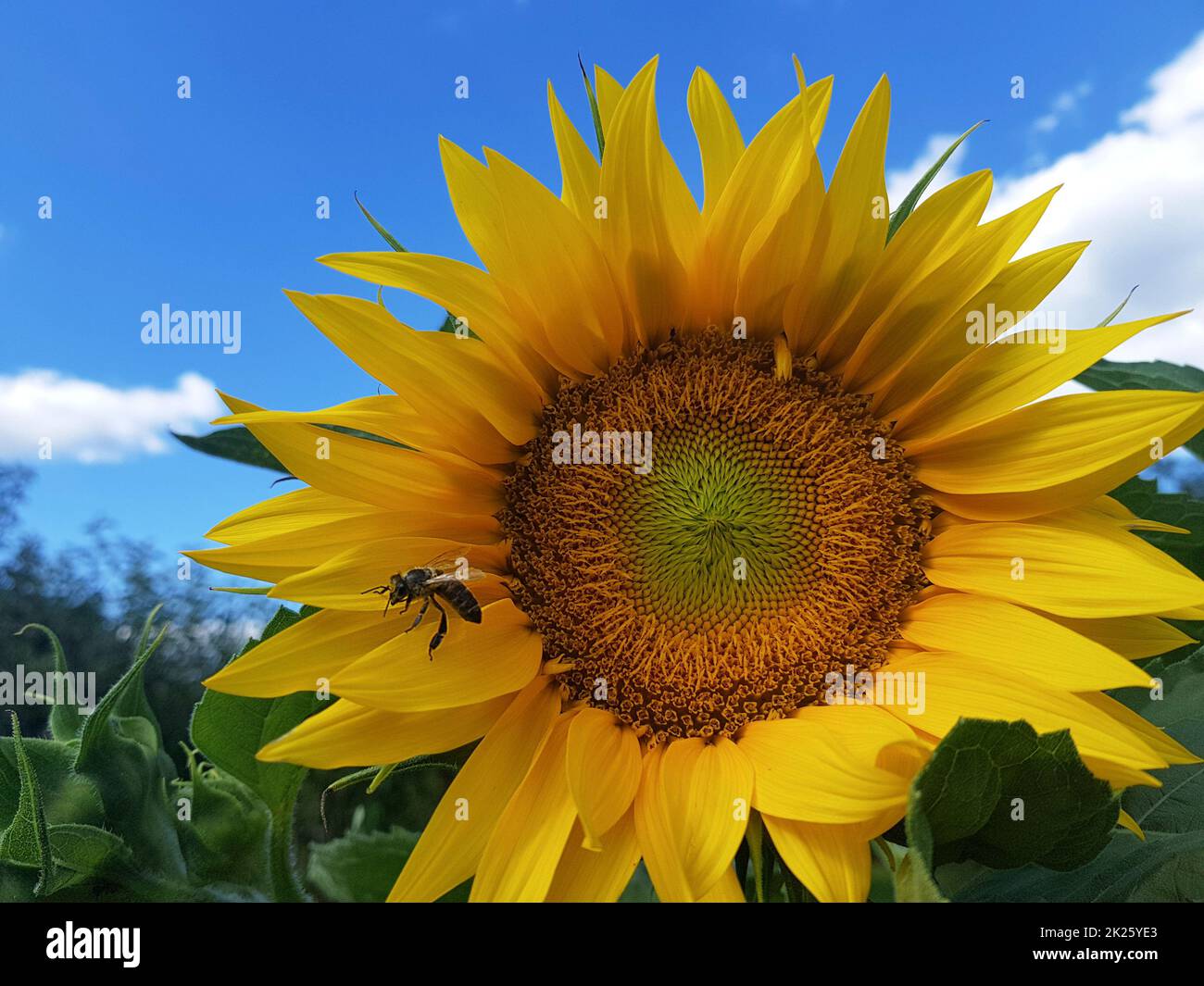 Selective focus shot honeybee hi-res stock photography and images - Alamy