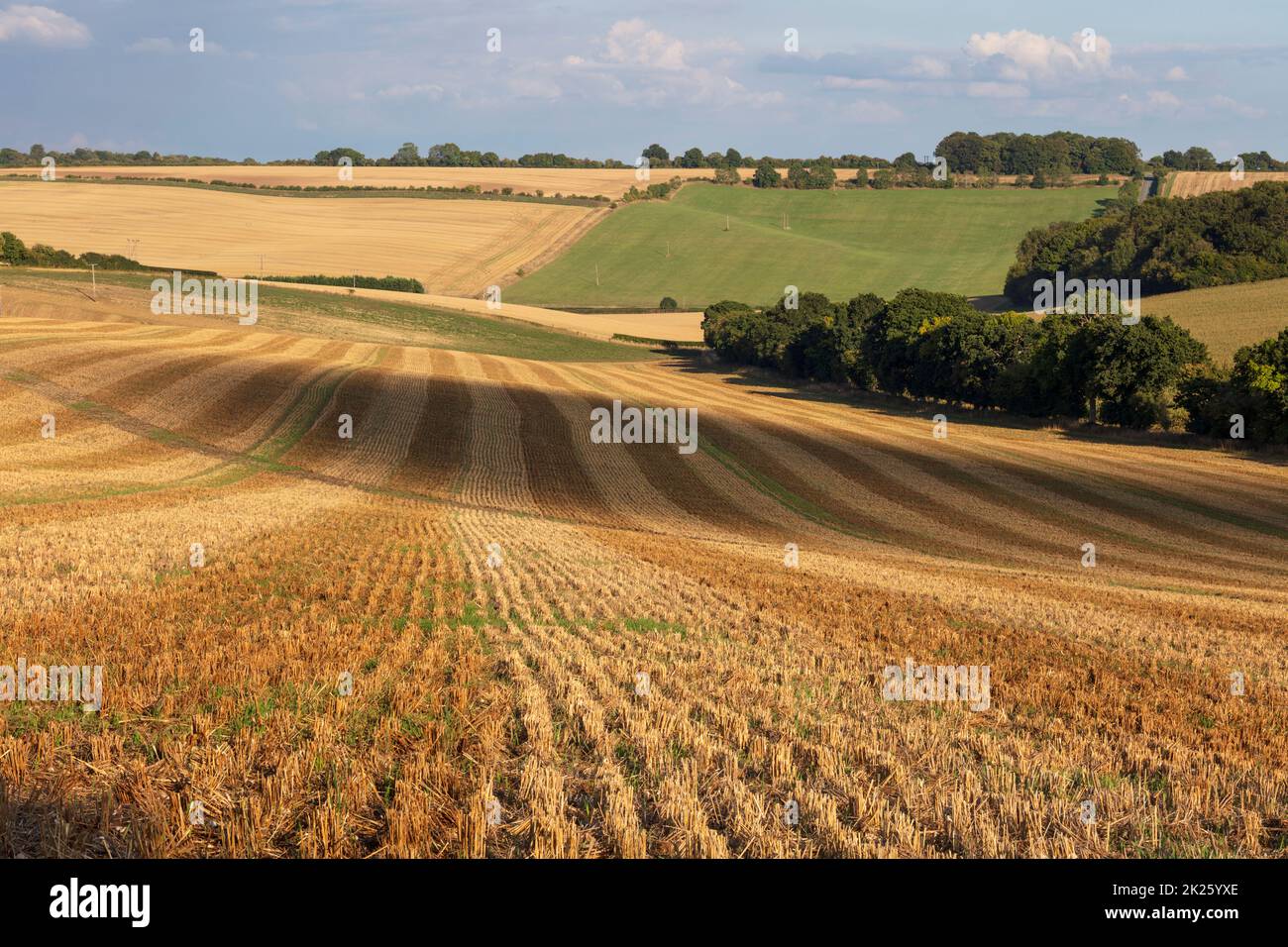 Lines in a stubble field with agricultural landscape behind in late afternoon sunlight, East Garston, Berkshire, England, United Kingdom Stock Photo