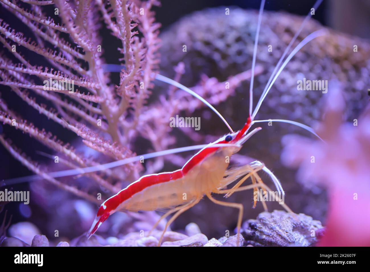 A white banded shrimp in a saltwater aquarium. Stock Photo
