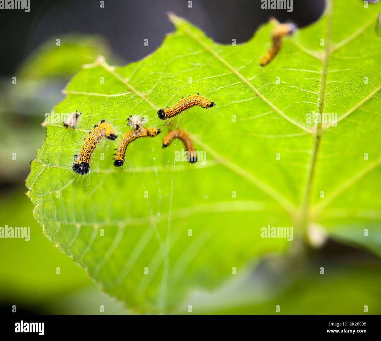 A few yellow caterpillars on the underside of a leaf Stock Photo - Alamy