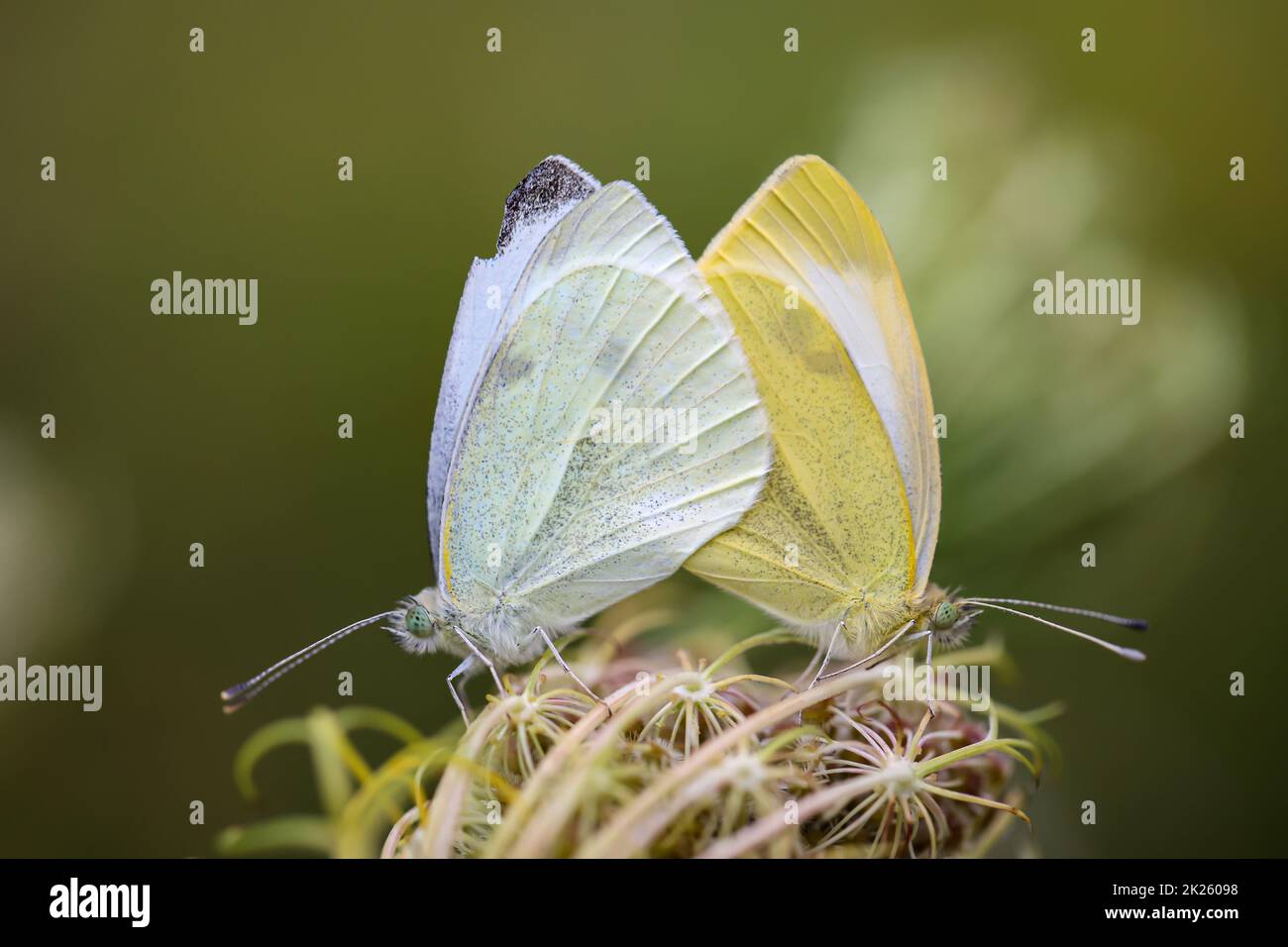 A pair of cabbage white butterflies mating on a plant Stock Photo Alamy