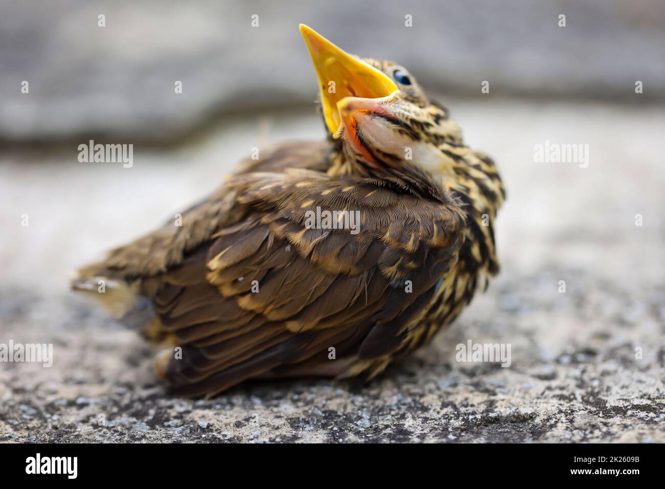 Close up of a young fledgling song thrush, baby song thrush. Stock Photo
