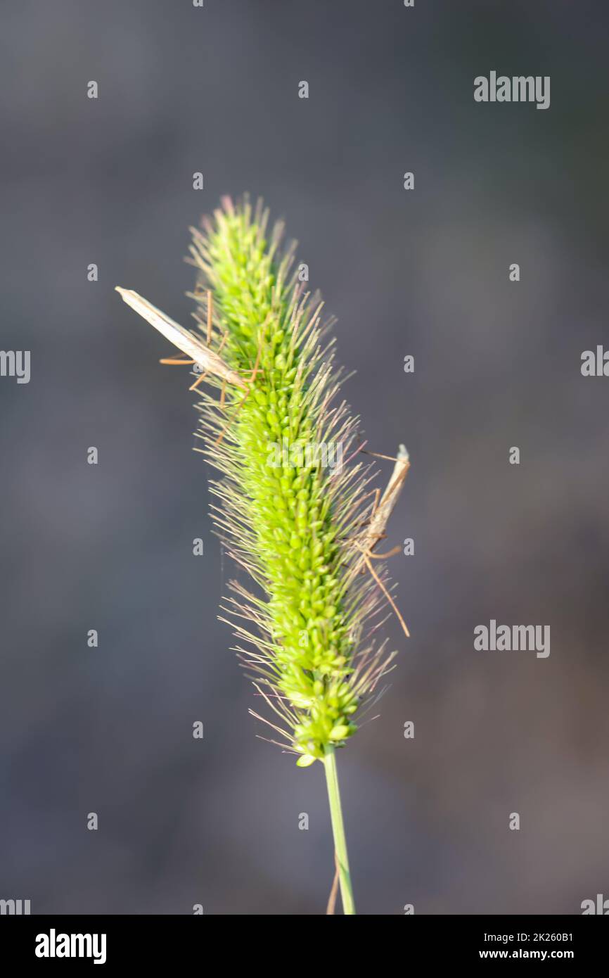 Two horror-like insects sit on the seed part of a grass plant. Stock Photo