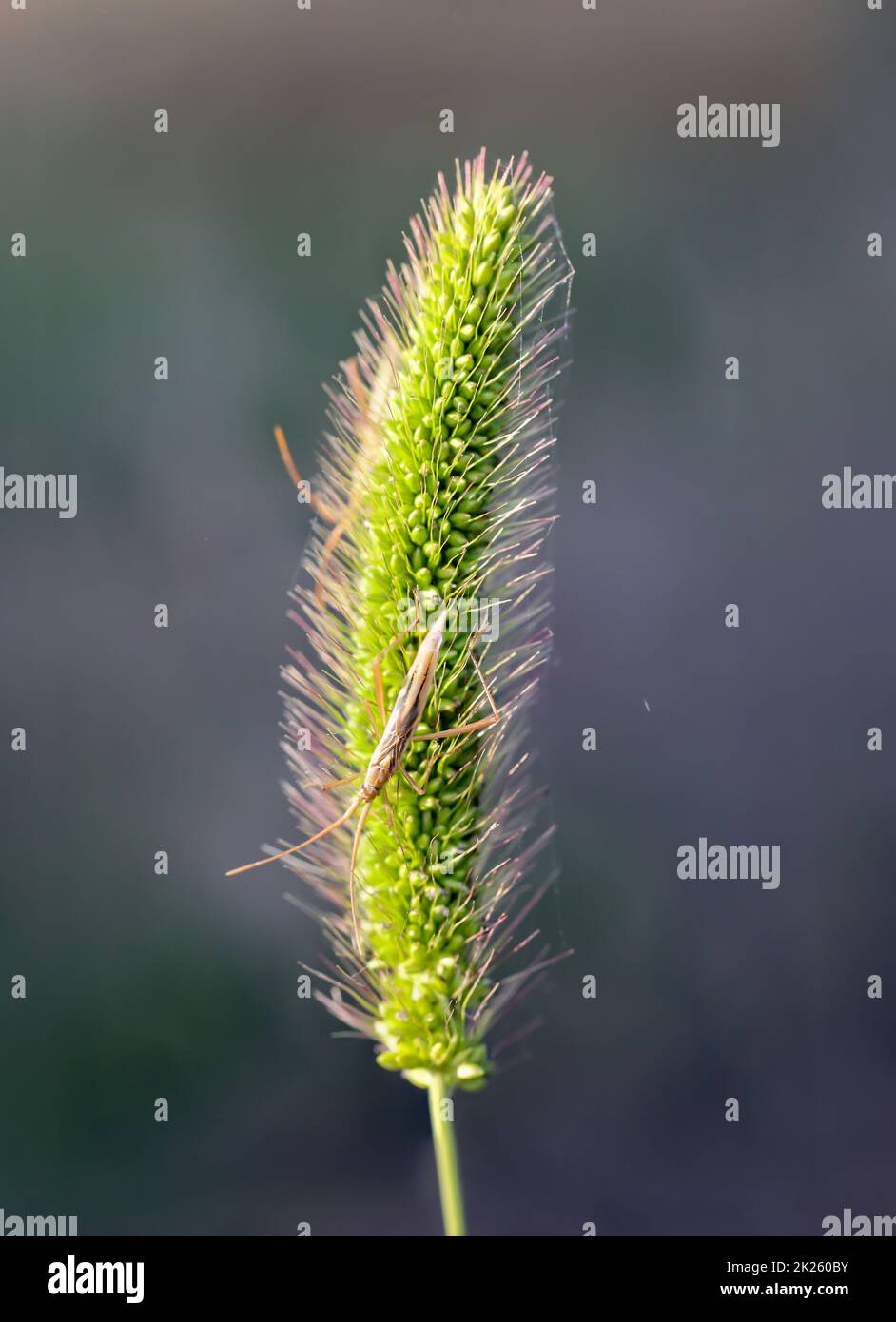 Two horror-like insects sit on the seed part of a grass plant. Stock Photo