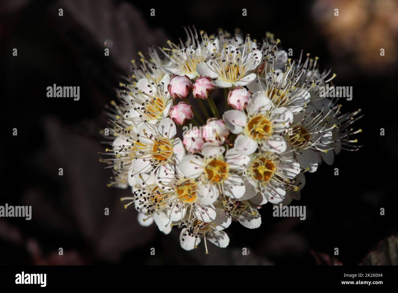 Cluster of pink and white flowers hi-res stock photography and images ...