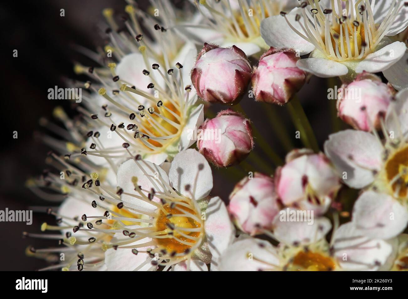 Cluster of pink and white flowers hi-res stock photography and images ...