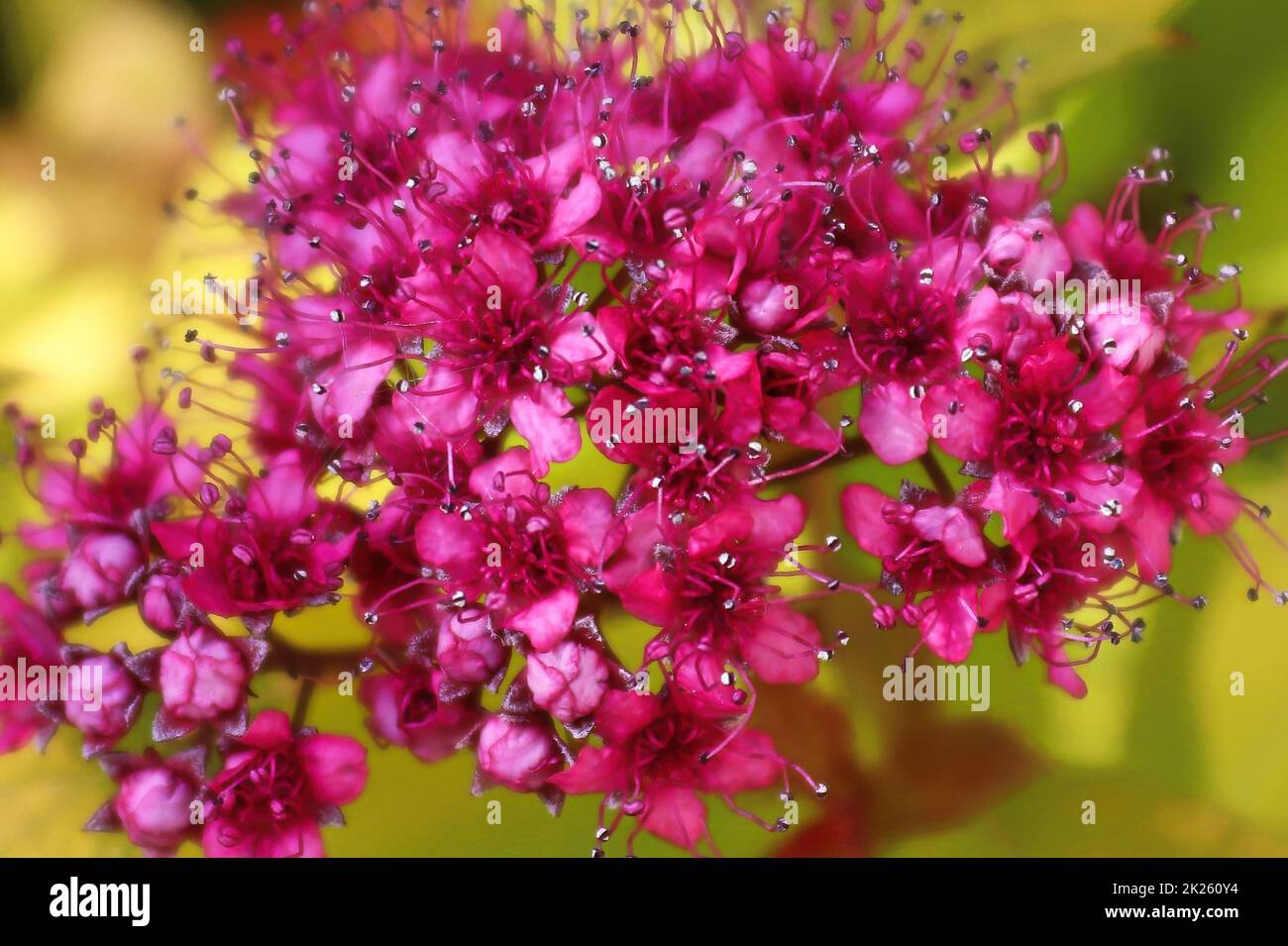 Macro of pink flowers on a Spirea plant Stock Photo
