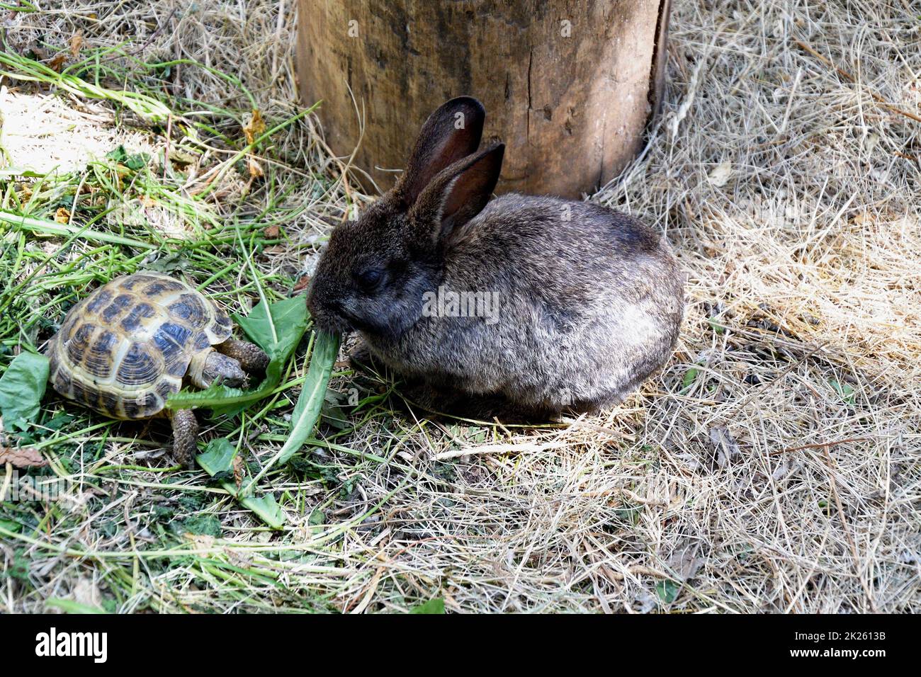 Rabbit on the farm Stock Photo