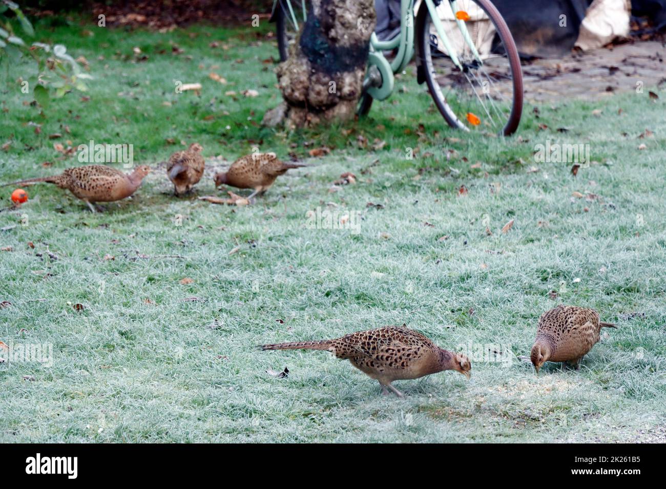 Reifraureif hires stock photography and images Alamy