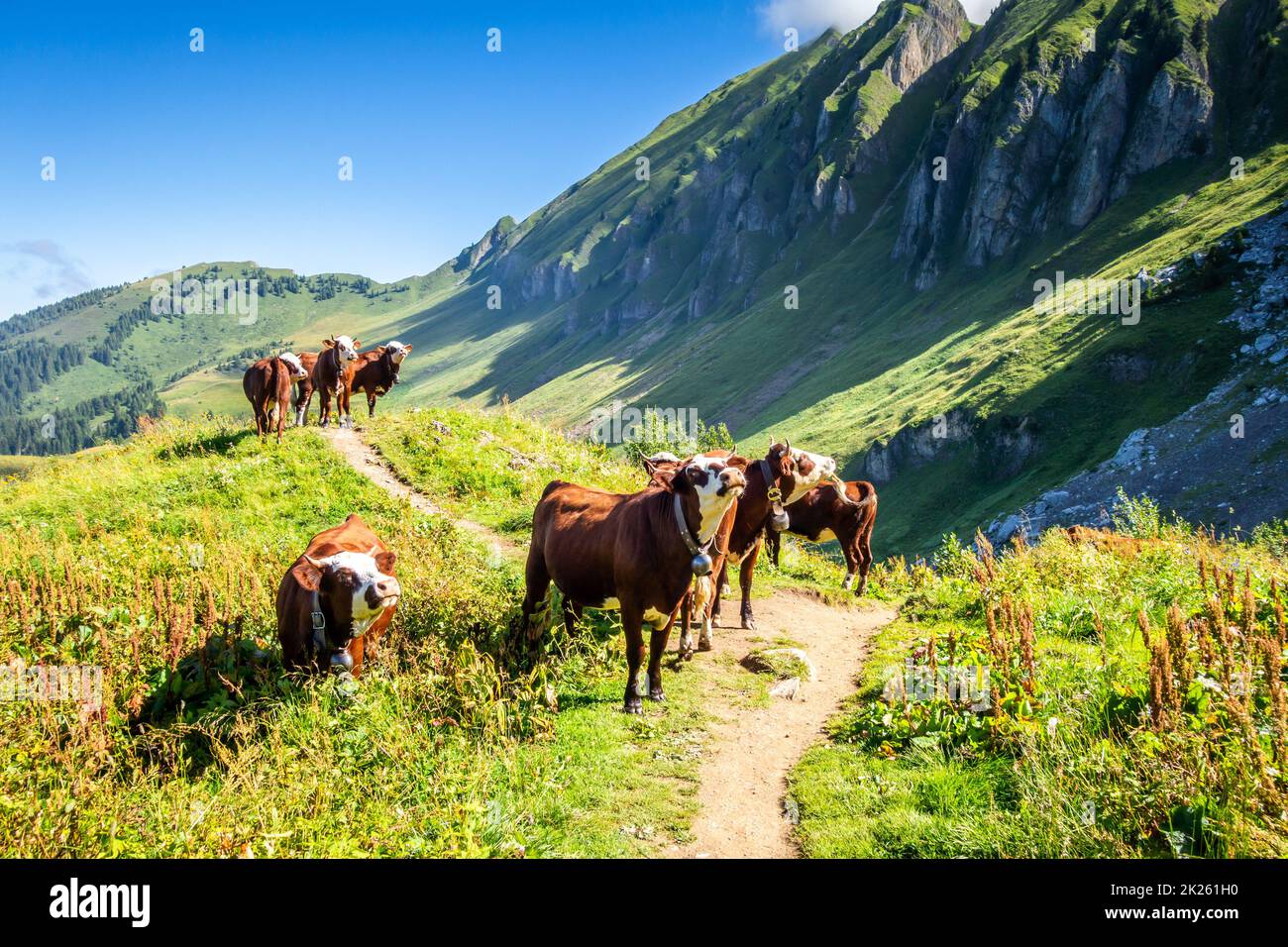 Cows in a mountain field. The Grand-Bornand, France Stock Photo - Alamy