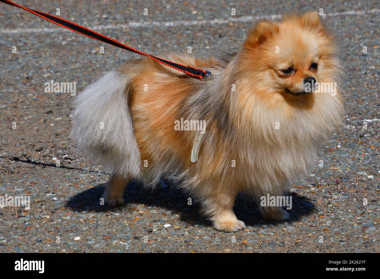 Pomeranian breed dog Stock Photo