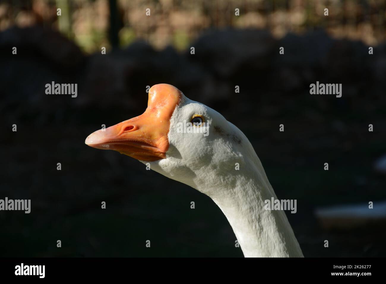Goose in zoo. White Chinese goose eating eating green grass Stock Photo