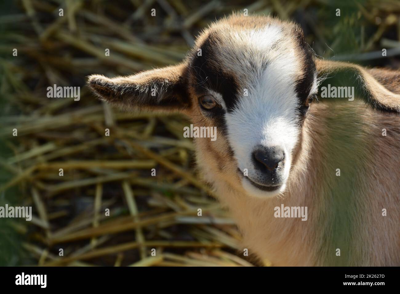 Goat kid in local Zoo. Close up of a goat Stock Photo Alamy