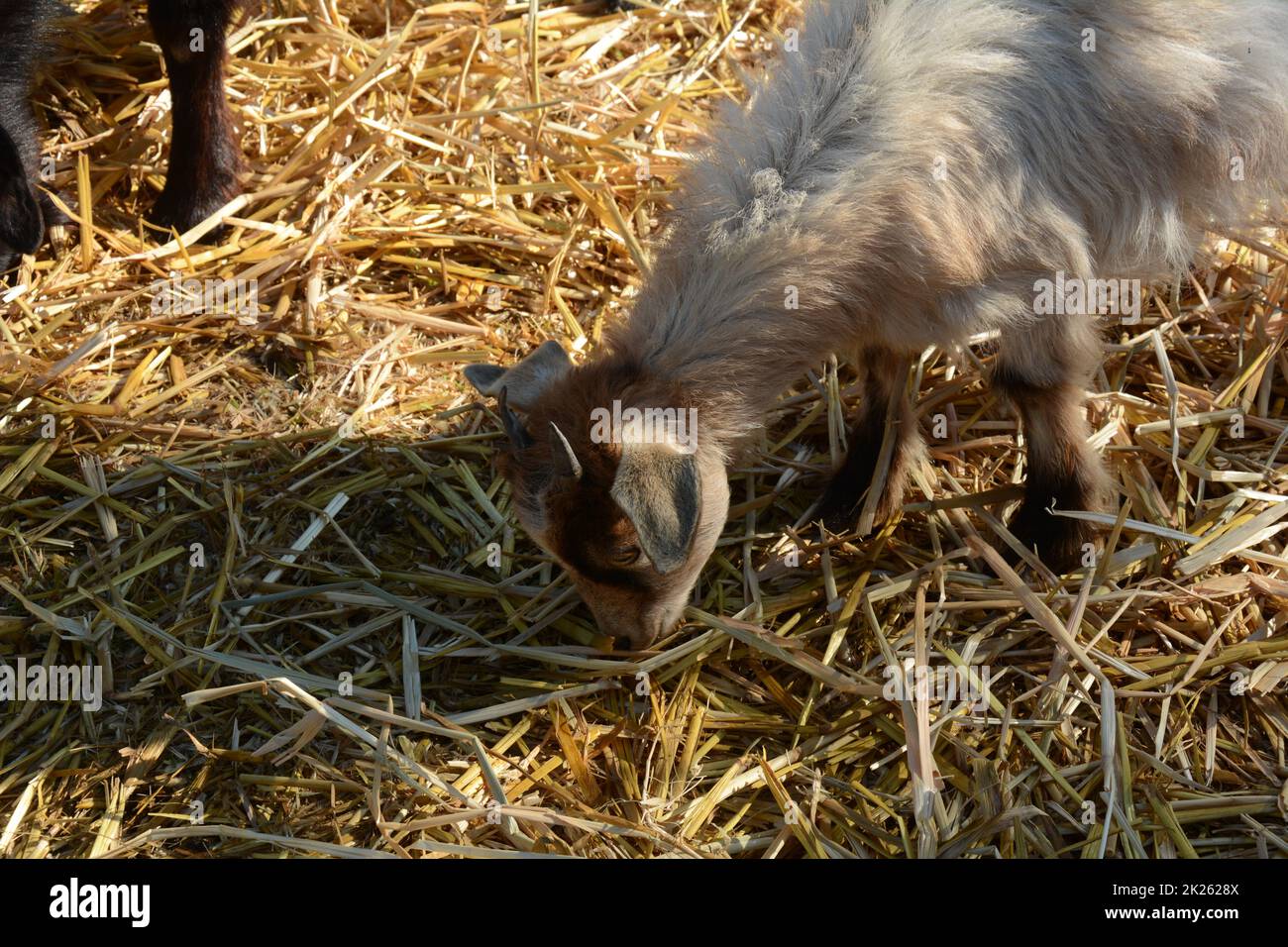 Goat kid in local Zoo. Close up of a goat Stock Photo Alamy