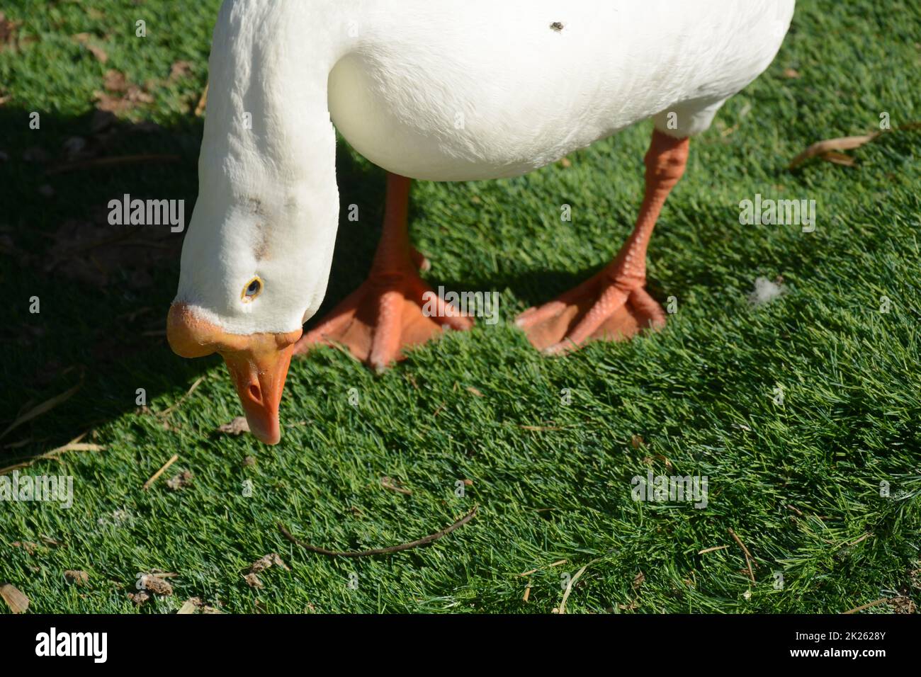 Goose in zoo. White Chinese goose eating eating green grass Stock Photo