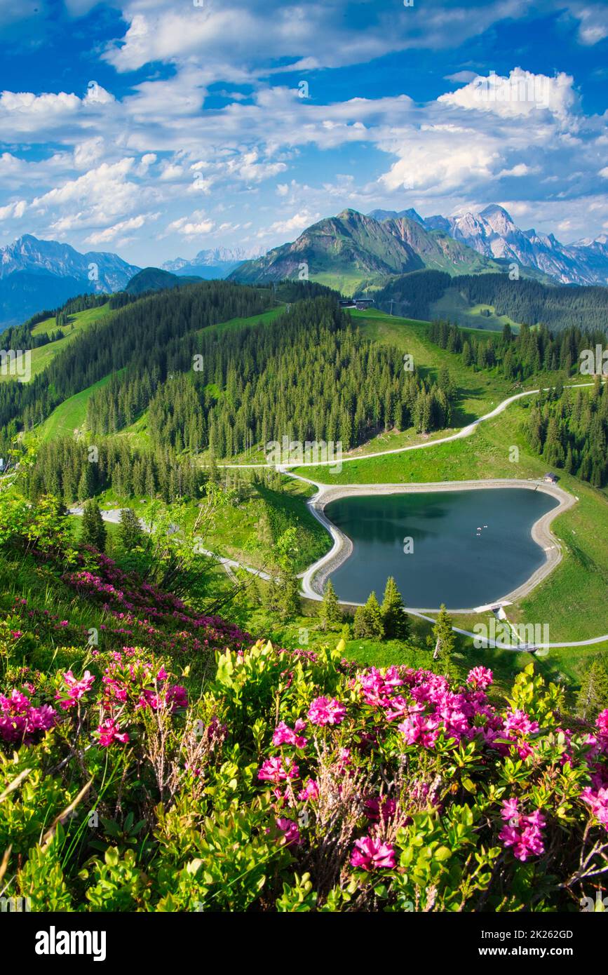 Panoromablick über den Speicherteich und die Alpenrosen blühen. Stock Photo