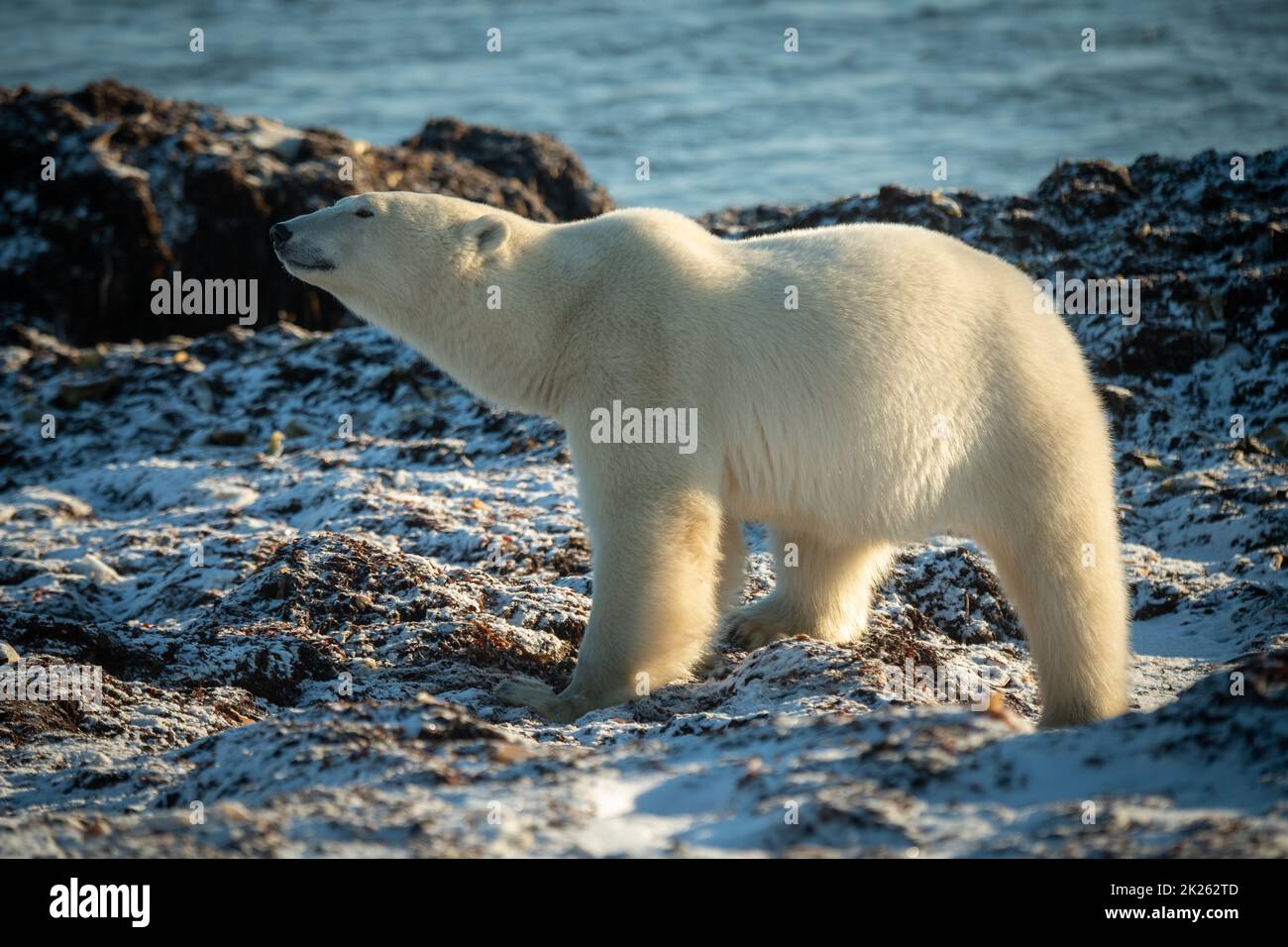 Polar bear stands on rocks stretching neck Stock Photo Alamy