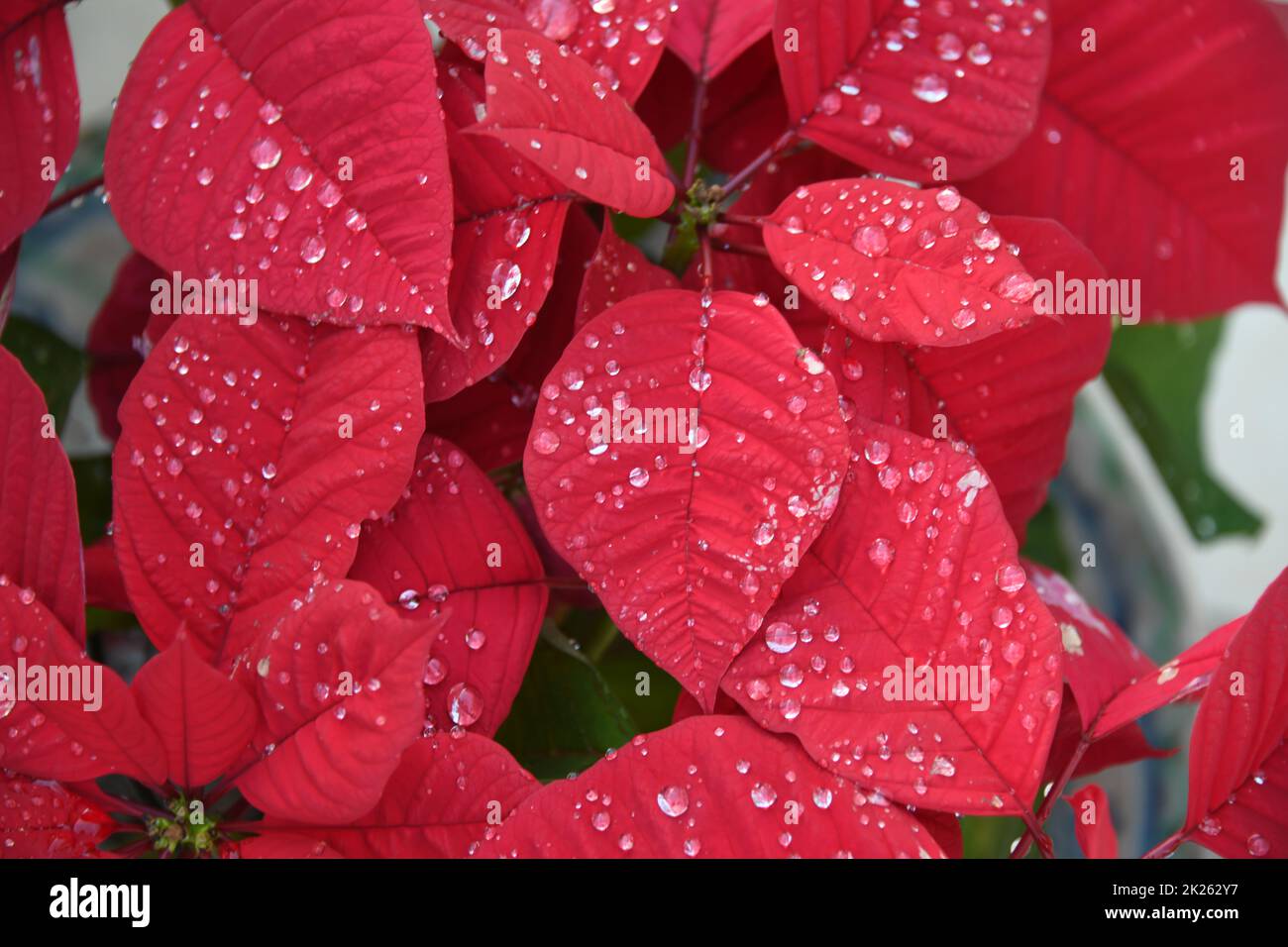 A Christmas Star In The Province Of Alicante Spain Stock Photo Alamy