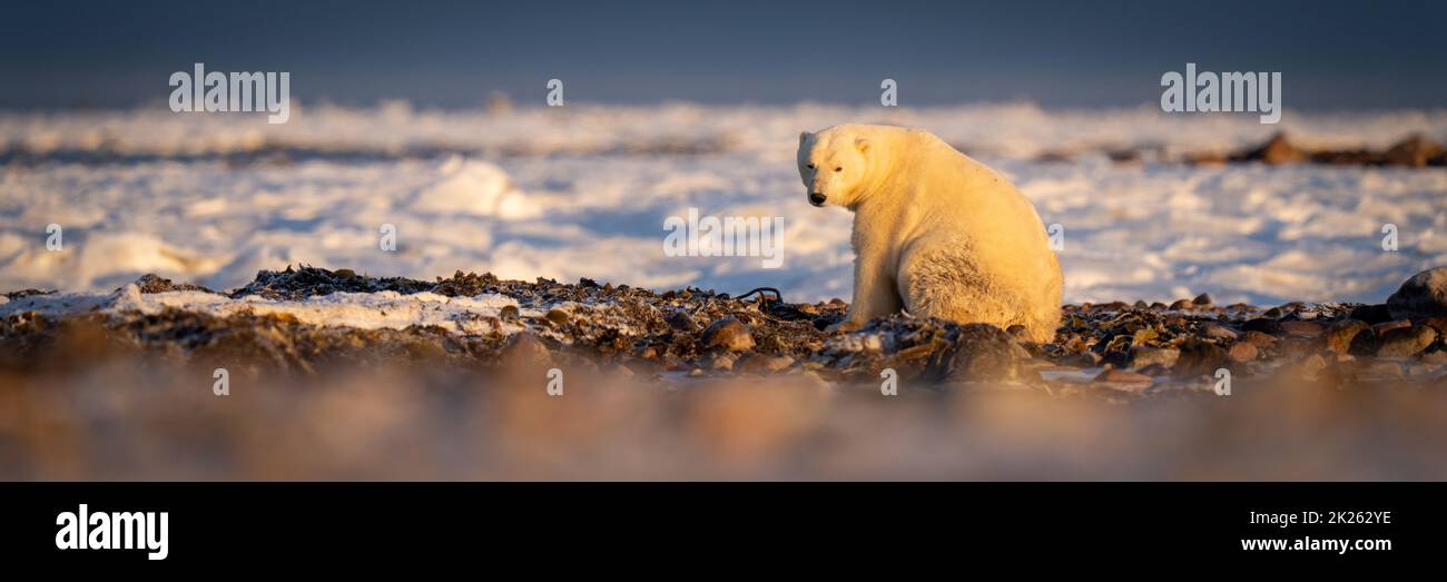 Panorama of polar bear sitting eyeing camera Stock Photo