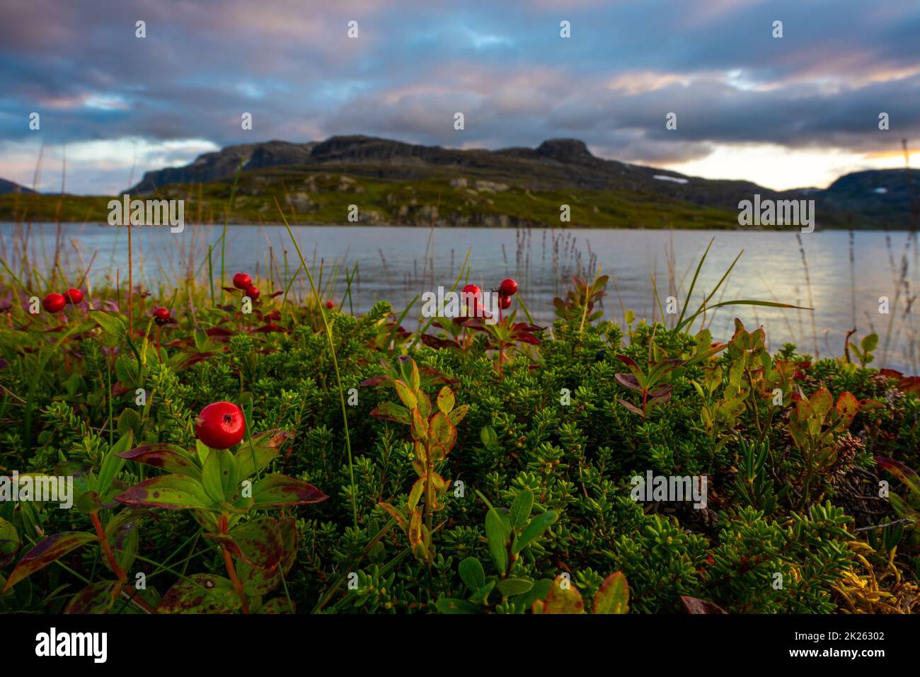 Norway landscape, wild lingonberry and crowberry plants by the stavatn lake Stock Photo