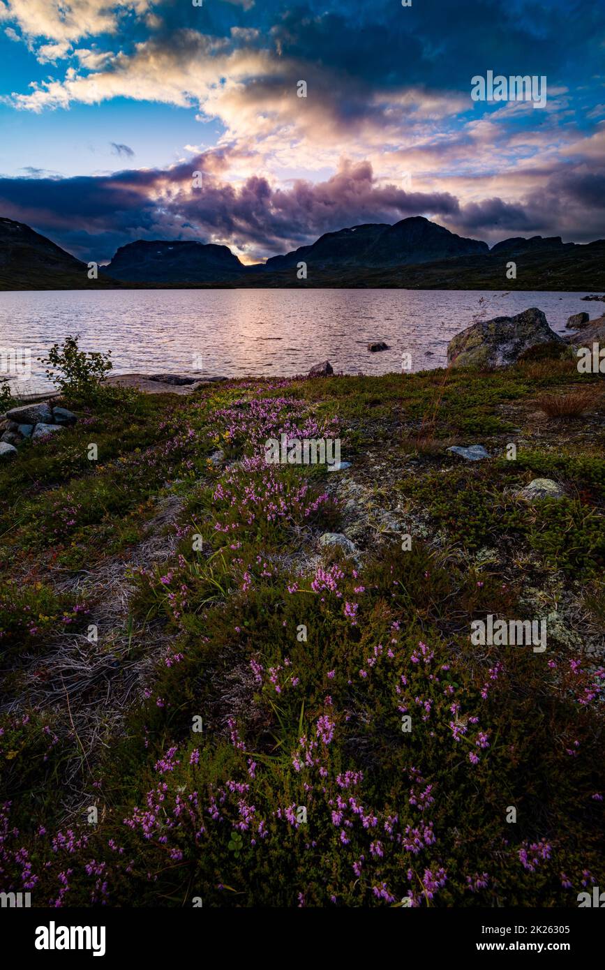 Norway Landscape after Sunset Purple Crowberry Flowers with lake Savatn and Kista mountain in the background Stock Photo