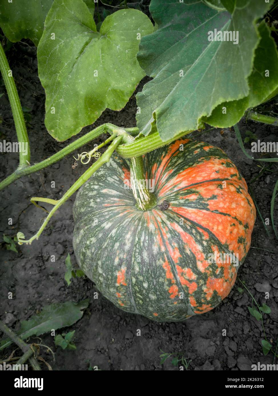 Pumpkin grows in the garden among green leaves Stock Photo - Alamy