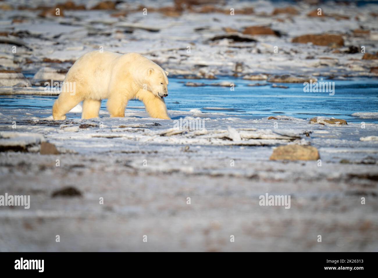 Polar bear crosses snowy tundra among rocks Stock Photo Alamy